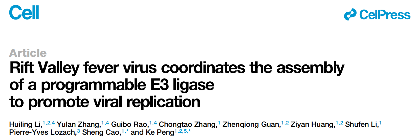 Rift Valley fever virus coordinates the assembly of a programmable E3-ligase to promote viral replication Rift Valley fever virus coordinates the assembly of a programmable E3-ligase to promote viral replication