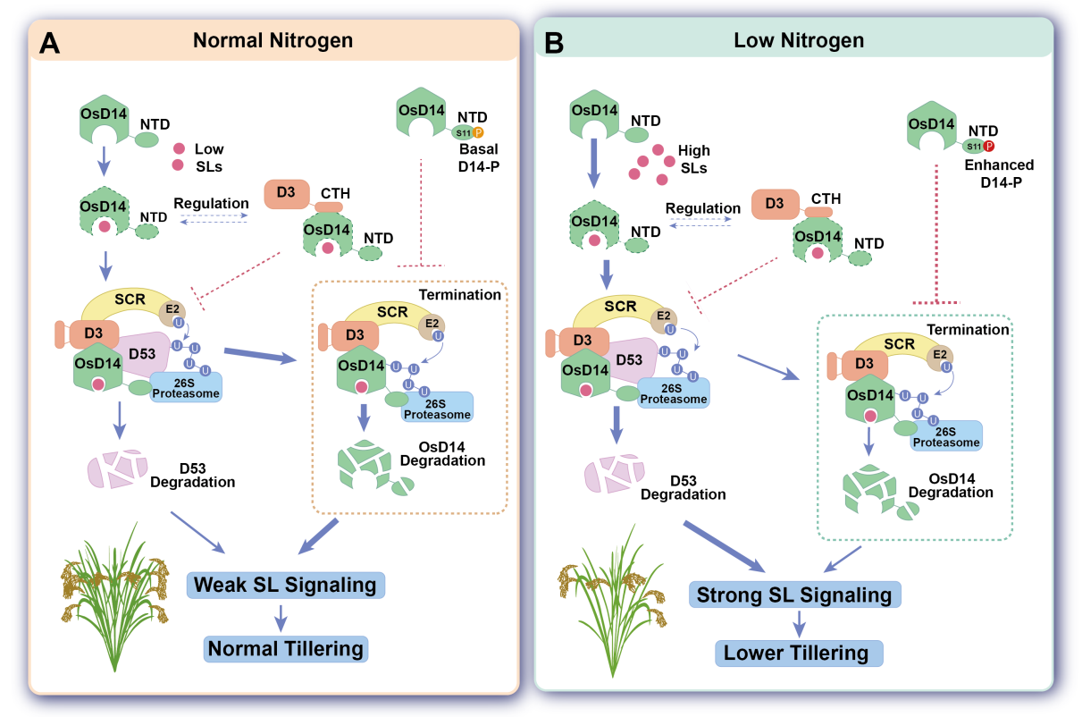 水稻獨(dú)腳金內(nèi)酯信號(hào)感受及其在低氮中的作用模型.png 水稻獨(dú)腳金內(nèi)酯信號(hào)感受及其在低氮中的作用模型.png