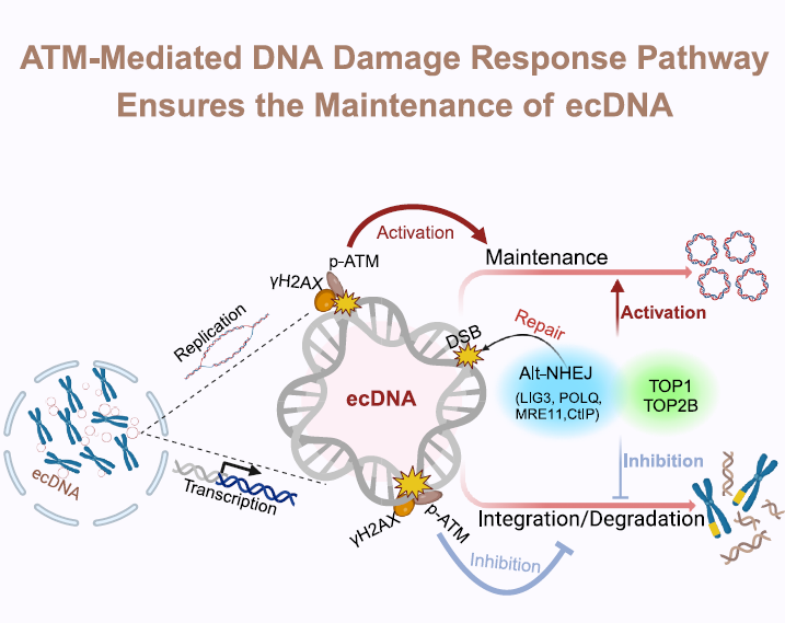 ecDNA ecDNA